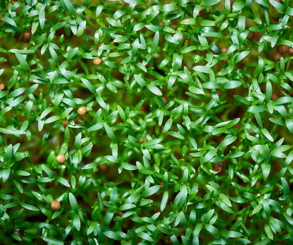 Recently germinated cilantro microgreens. Some with seed pods still attached.