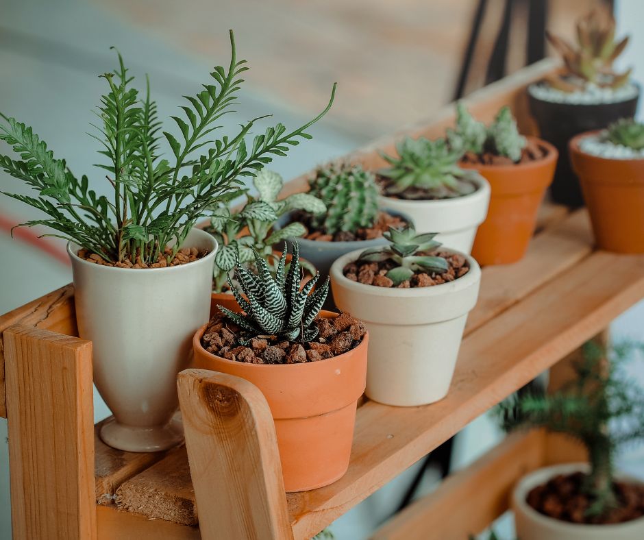 Cacti and small succulents in tiny clay pots on a wooden shelf.