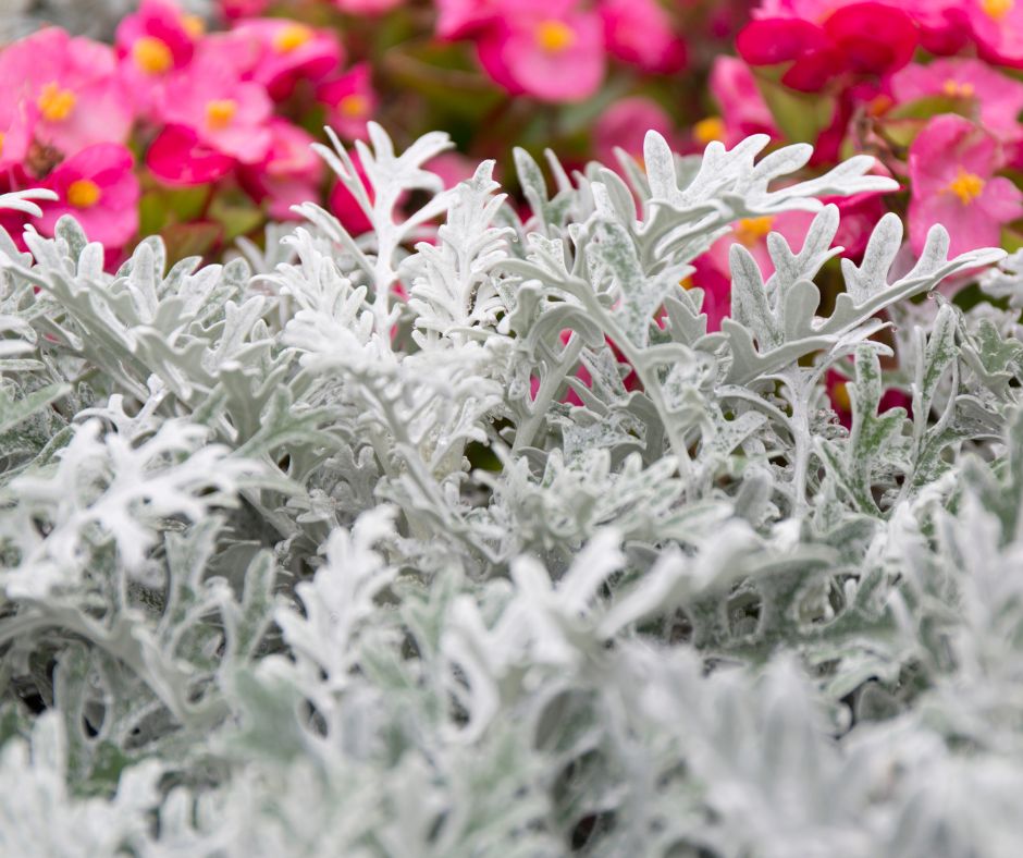 Grey Dusty Miller leaves in front of pink flowers.