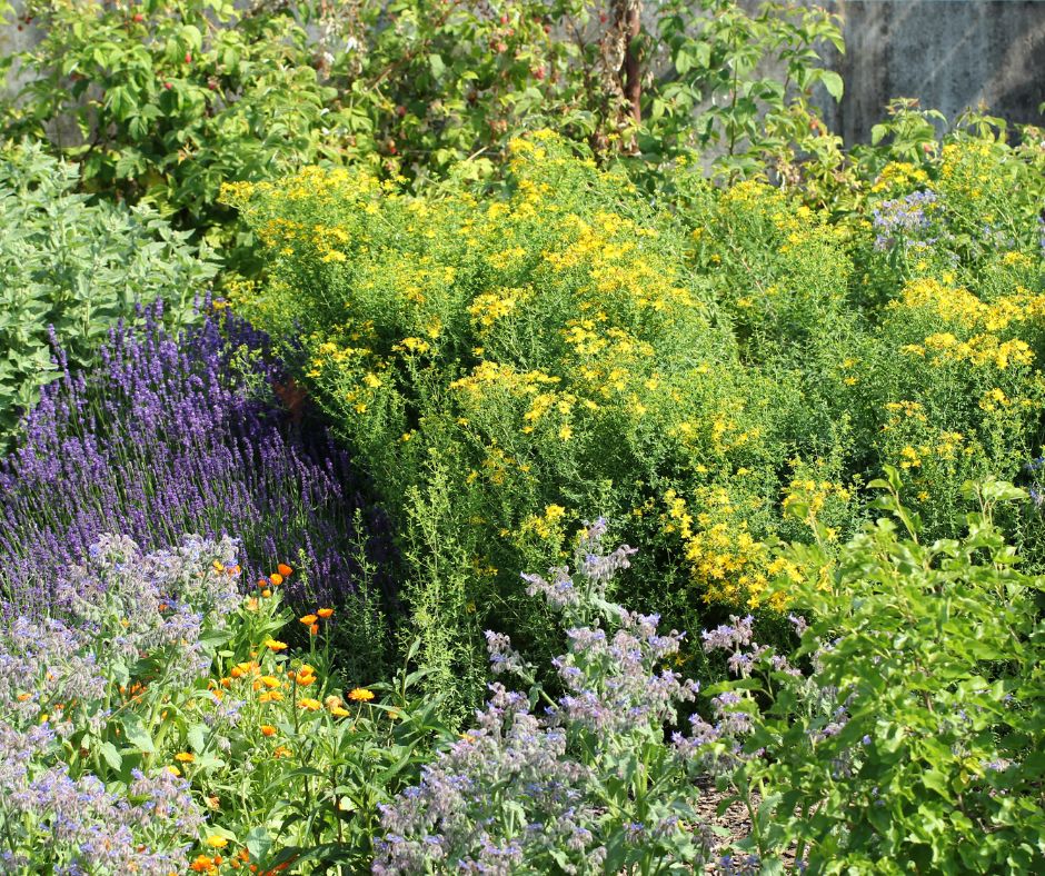 A mature herb garden including lavender, calendula, borage, and rue.