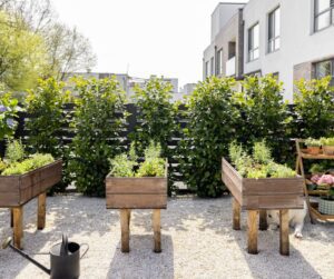 An herb garden in three wooden raised beds on  gravel behind a privacy fence.