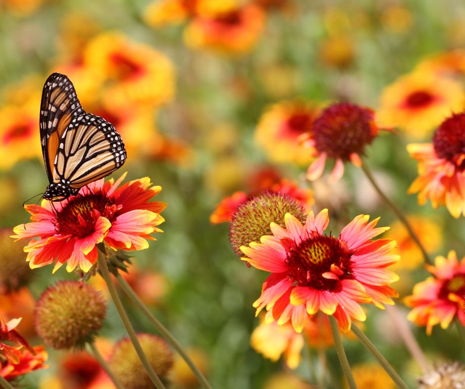 A butterfly visiting orange and yellow flowers in a garden bed. 