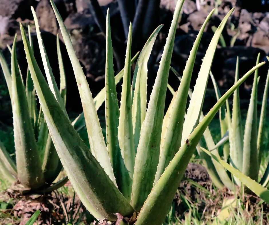 Three large aloe plants growing in rocky terrain. 