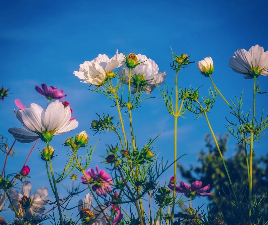 A blue sky with white and pink Cosmos in a cut flower garden.