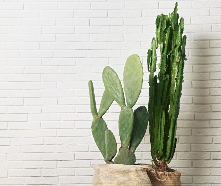 Two large cacti in pots in front of a white wall.