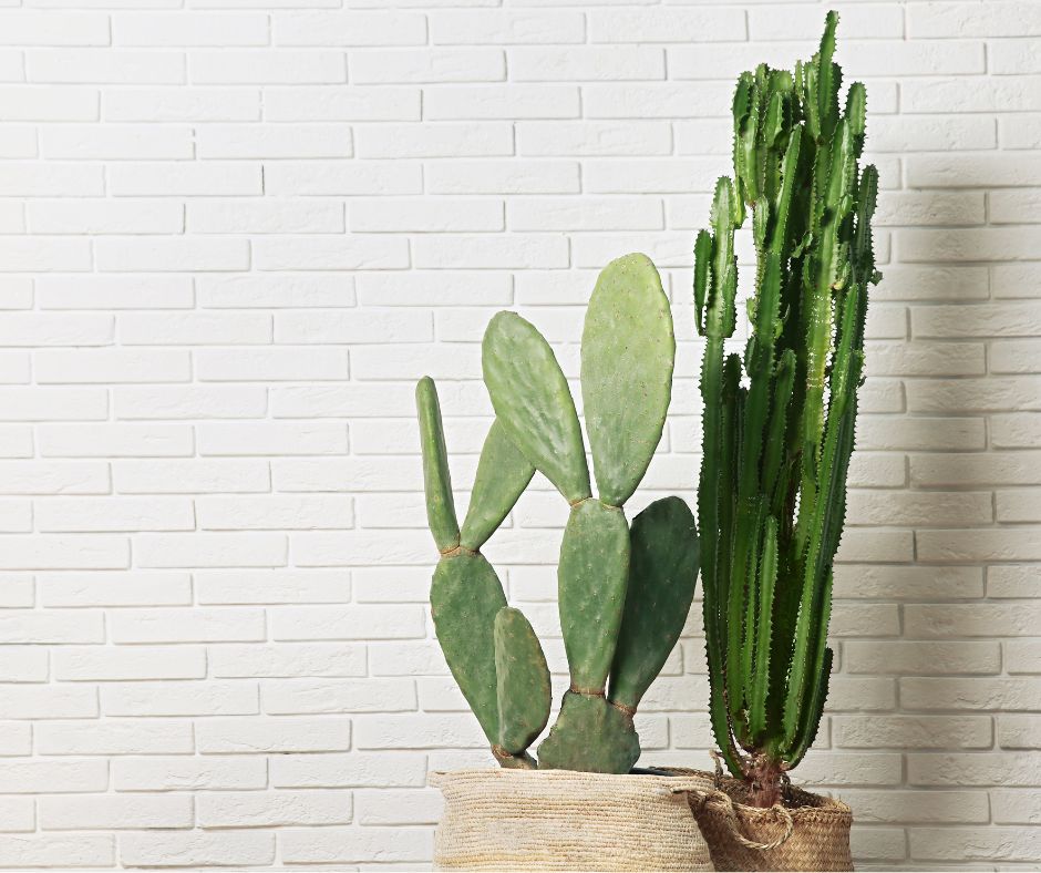 Two large cacti in pots in front of a white wall.
