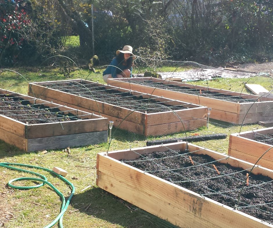A woman securing bird netting to protect seeds in wooden raised garden beds.