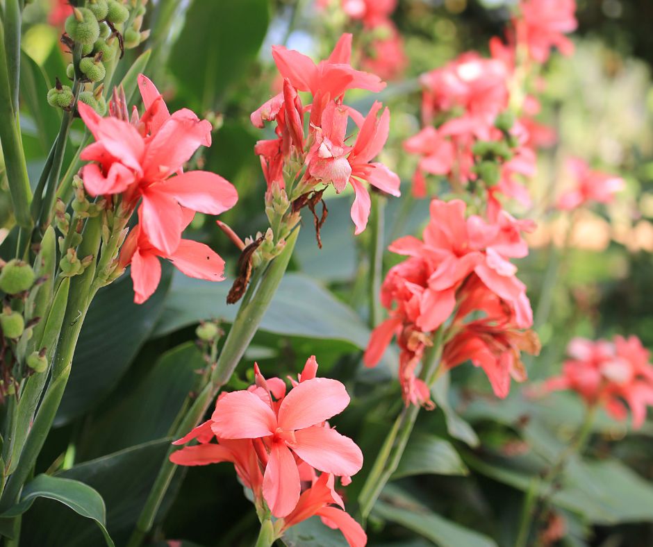 A hedge of Canna Lilies with pink flowers.
