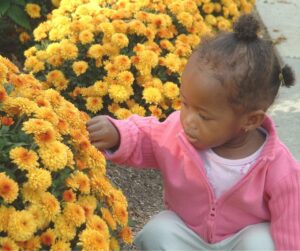 A child exploring yellow mums in a garden.