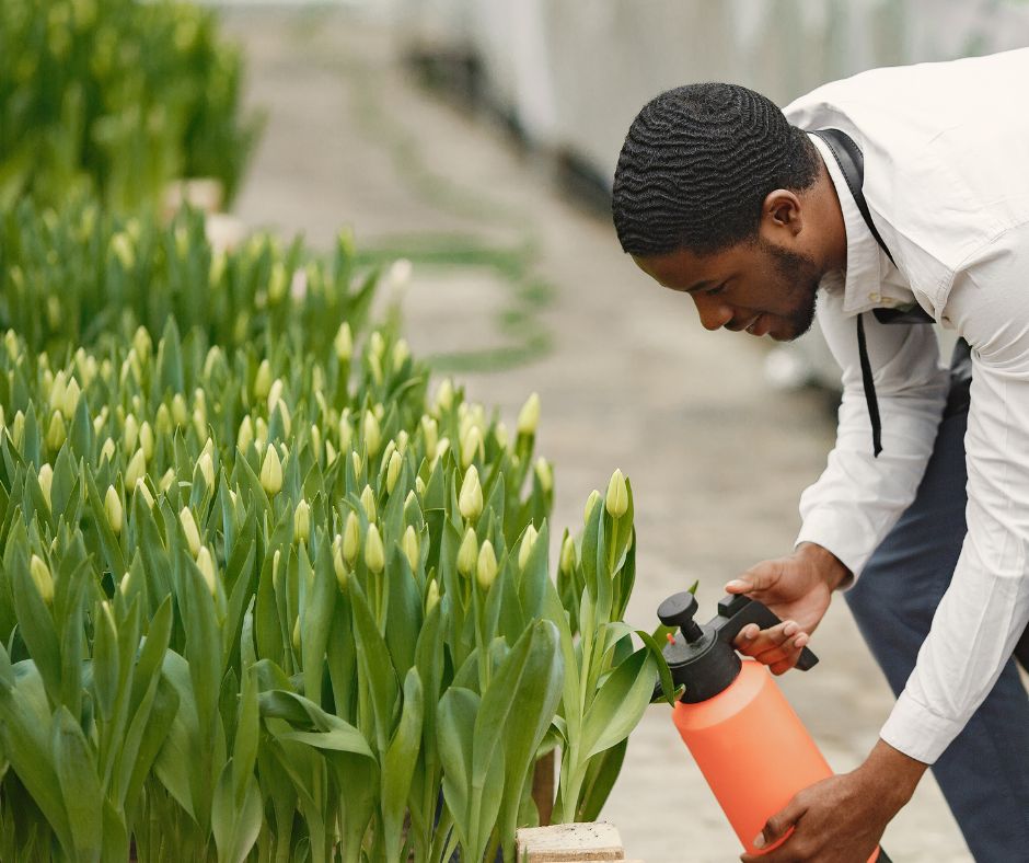 A man watering long stem  tulips.
