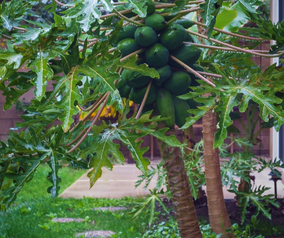 Papaya trees with green fruit in a backyard garden.