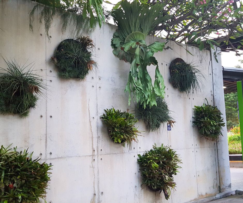A sparse living wall at the Singapore Gardens for reducing noise made up of large air plants.