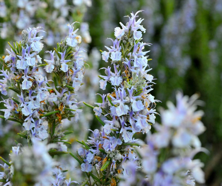 A large planting of rosemary plants in bloom.