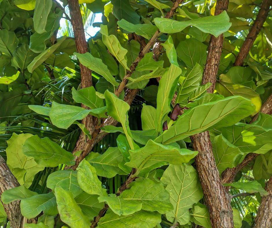 A large Fiddle Leaf Fig tree.