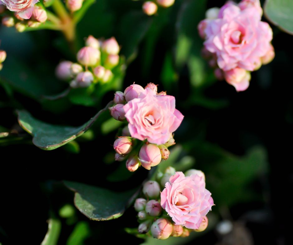 Pink Kalanchoe flowers and buds on think green leaves.