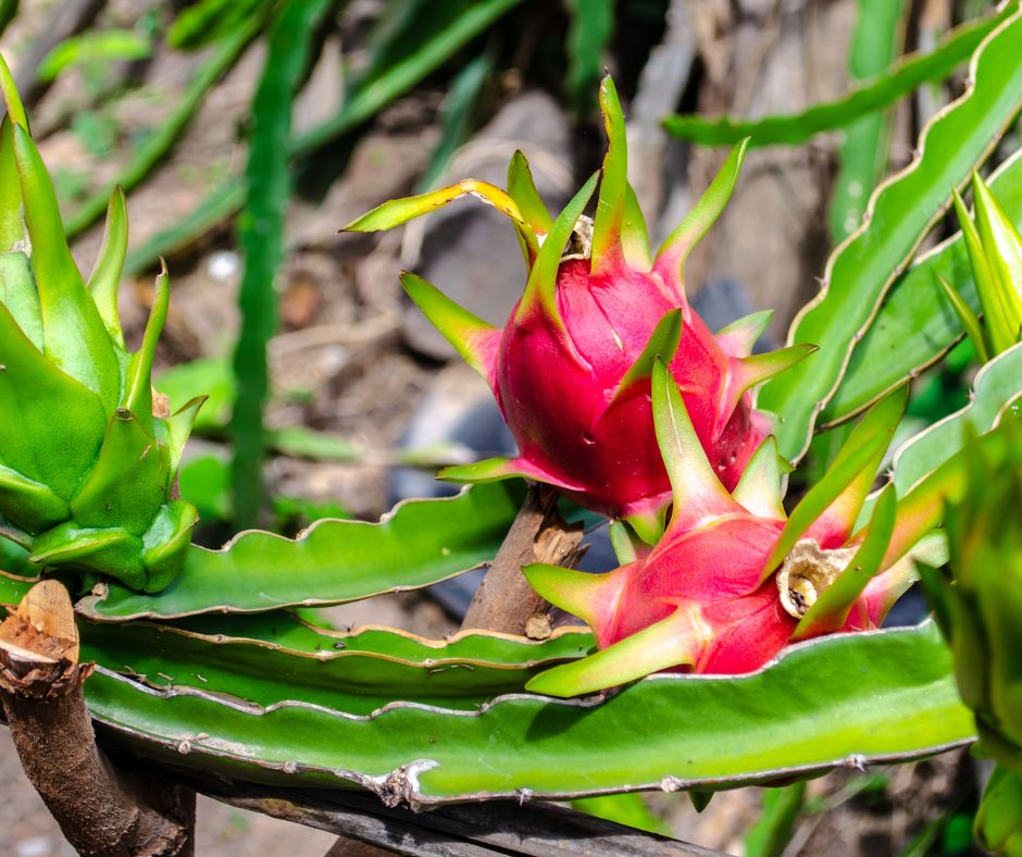 Red dragon fruit on plant in garden.