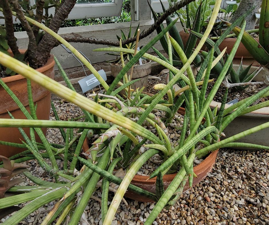 Many varieties of succulents growing in containers.