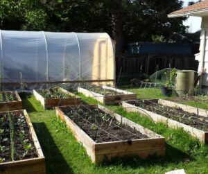 Six wooden raised garden beds set up for square foot gardening in front of a hoophouse.