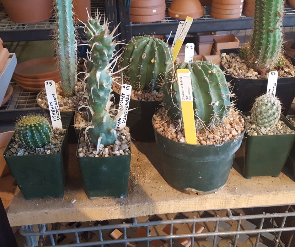 A selection of cacti in small pots at a plant nursery.