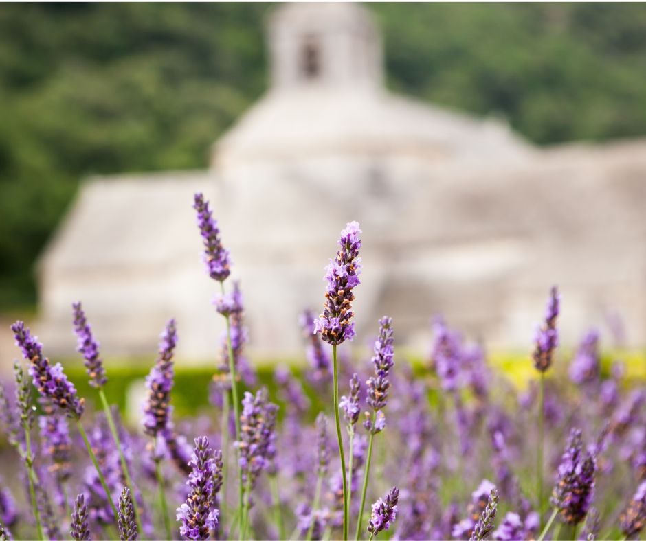 A lavender field in front of a white building.