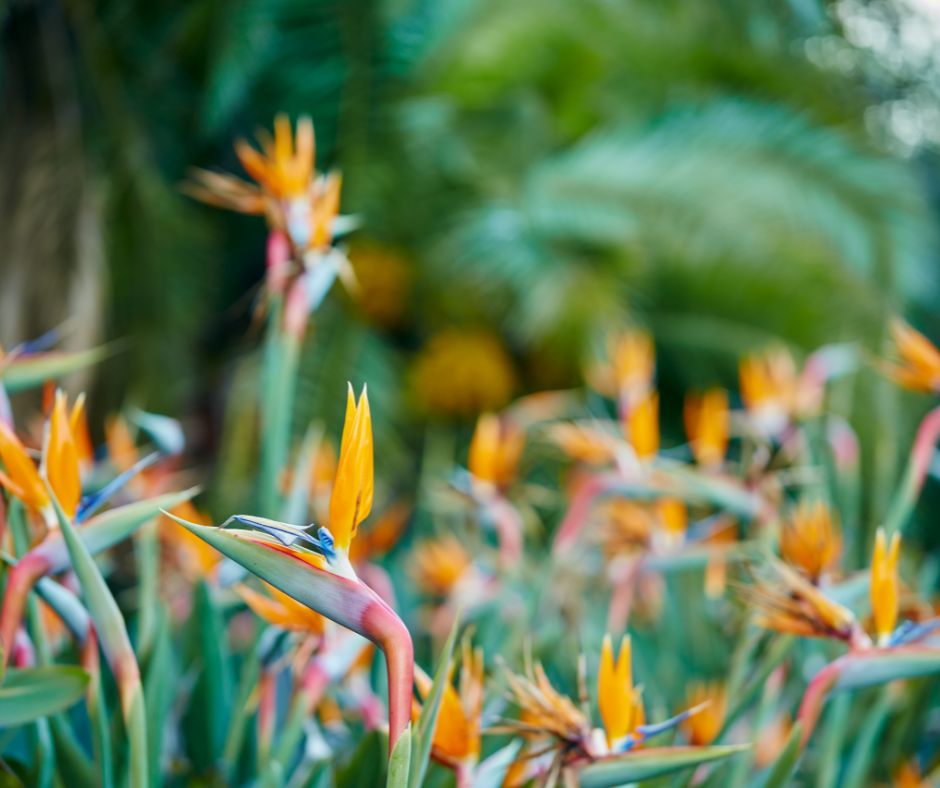 A bright mass planting of green and orange bird of paradise plants.