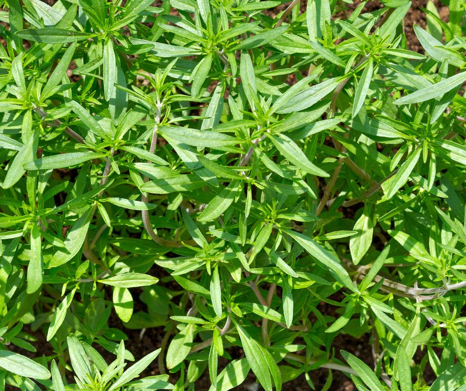Summer savory plants growing in a garden.