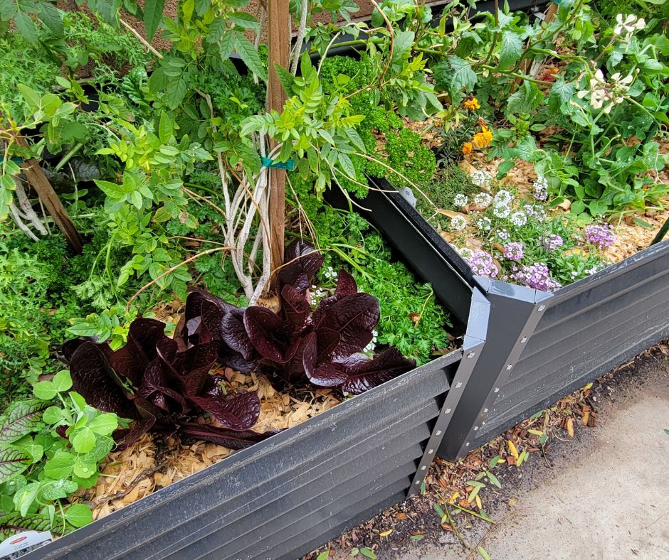 A metal garden beds full of thriving flowers and vegetables.