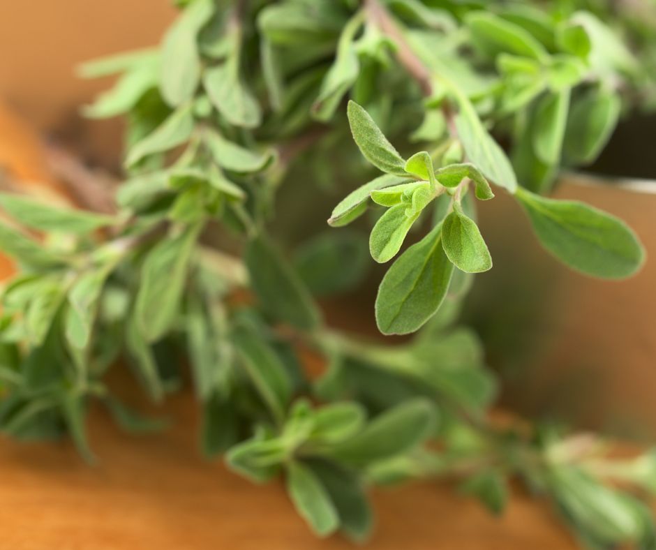 Freshly harvested marjoram sprigs.