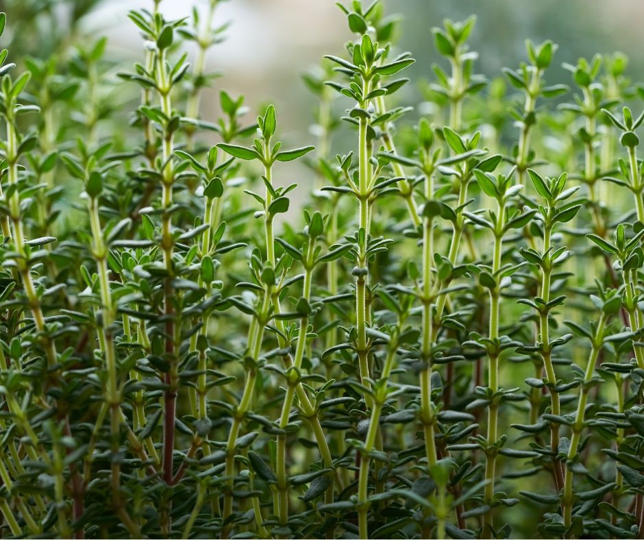 A thick growth of thyme plants.