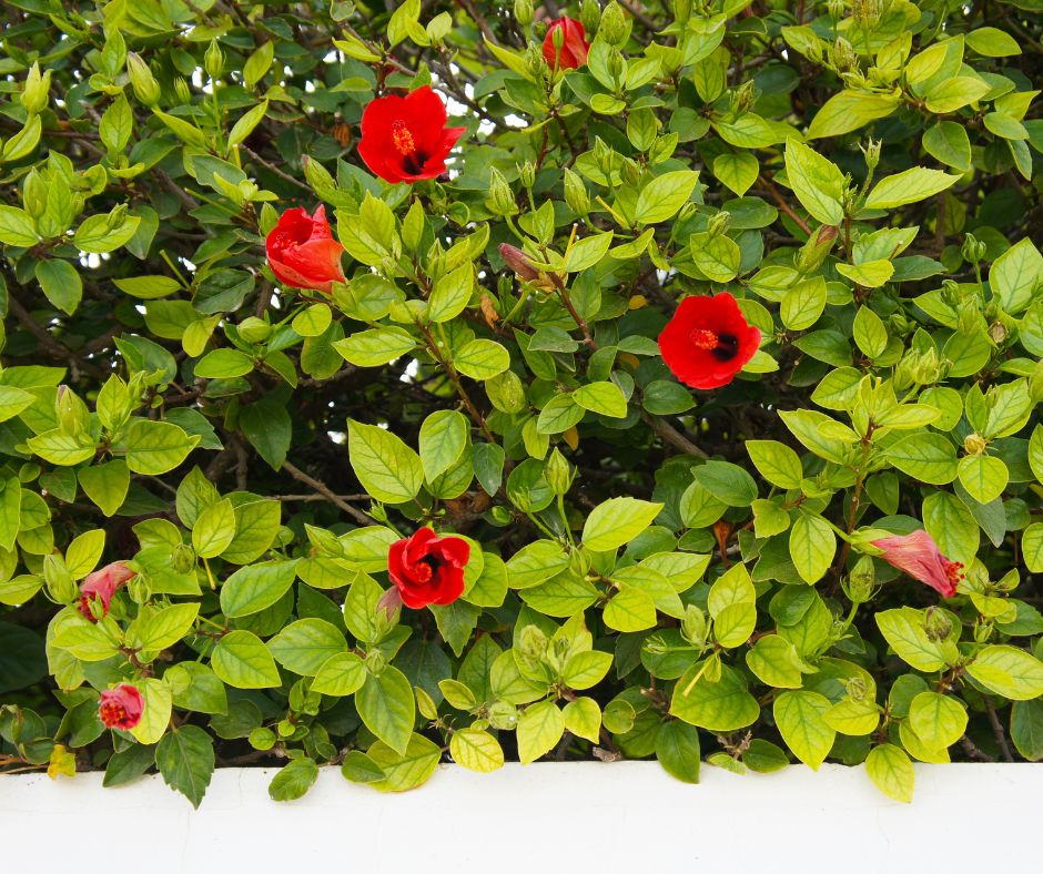A hedge of Chinese Hibiscus with large red flowers growing over a white wall.