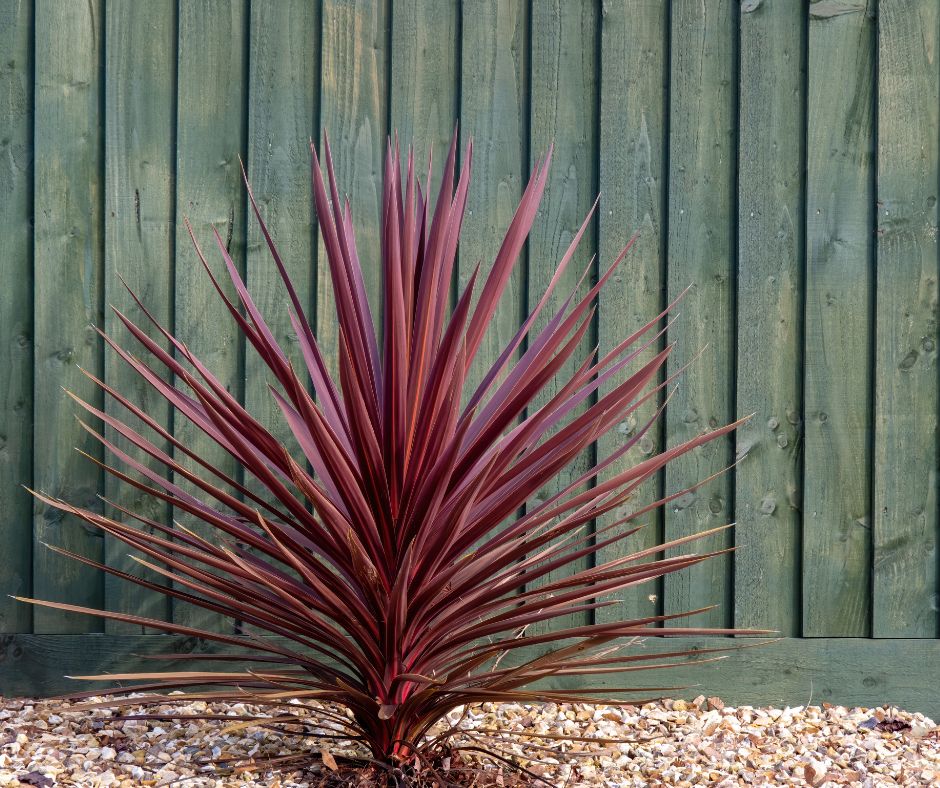 A purple Cordyline plant growing in gravel in front of a wood fence.