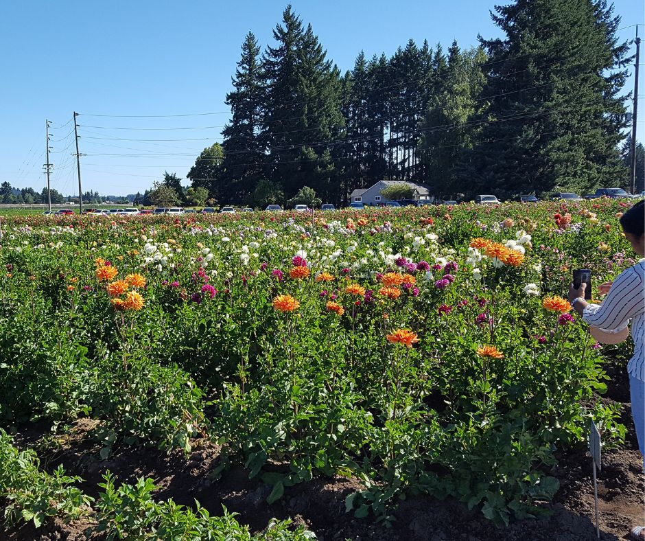 A woman taking photo of a field full of colorful dahlia flowers. 