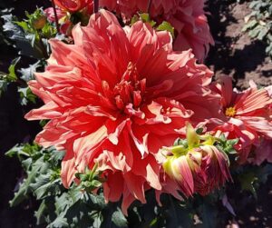 A large red dahlia flower.