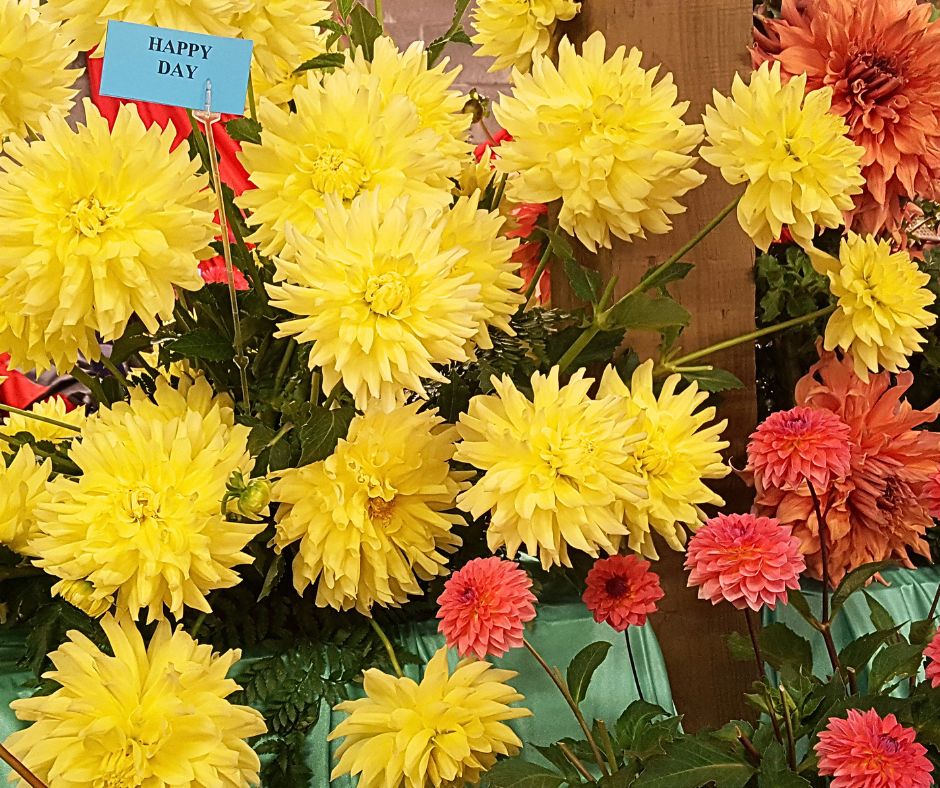 Orange and yellow Happy Day dahlias at a flower show.