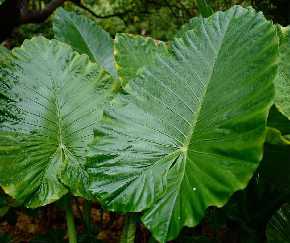 Large dark green Elephant Ear leaves the classic subtropical landscaping staple.