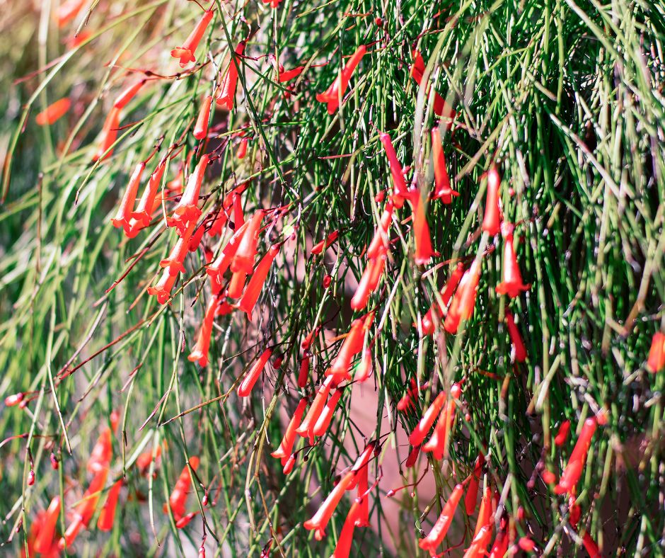 Bright red Firecracker plant flowers cascading over a wall.