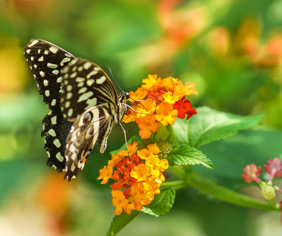 A spotted butterfly visiting orange and red lantana flowers.