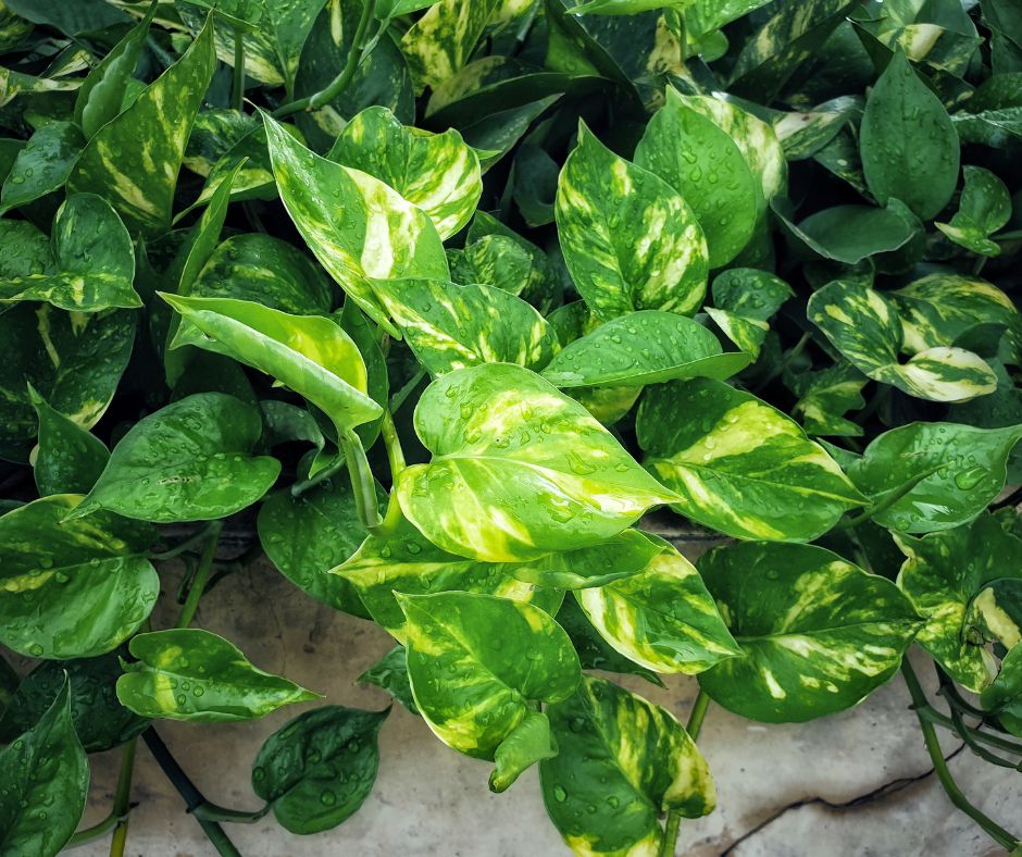 A cascading mass of pathos vines.