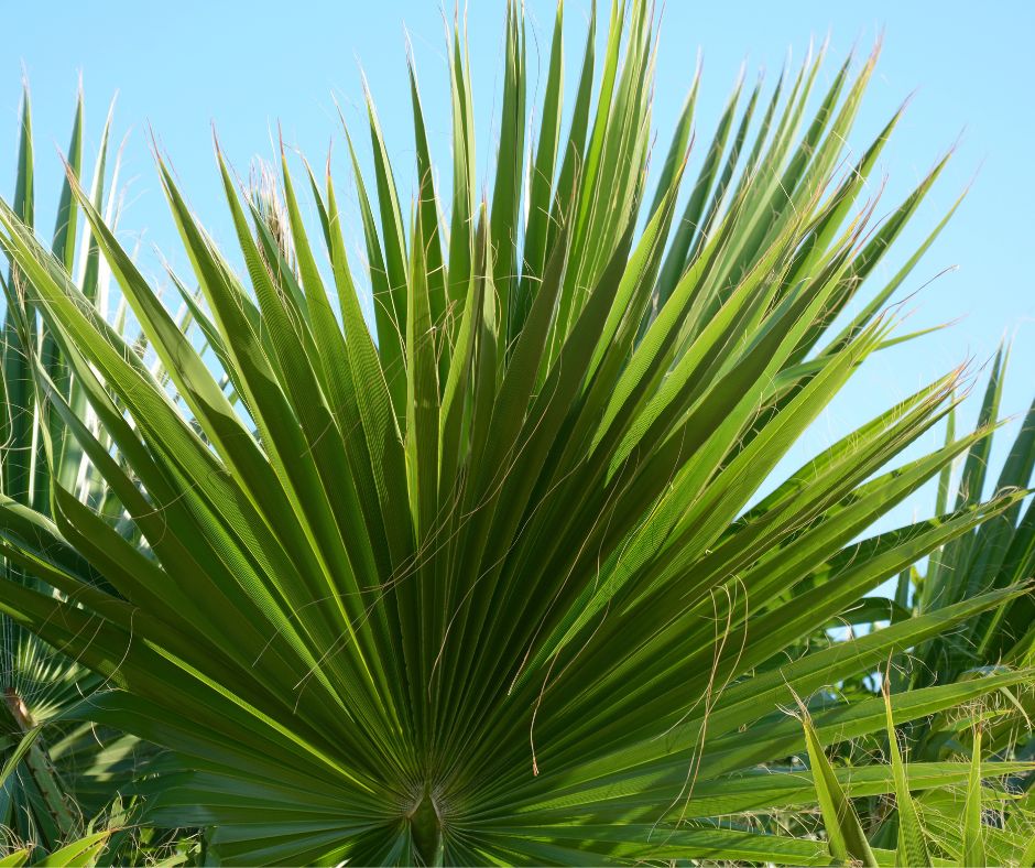 Large green Windmill Palm fronds.