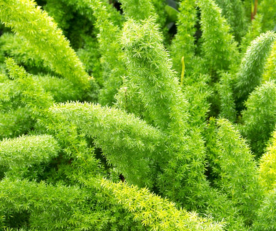 Green finely textured Foxtail Ferns.