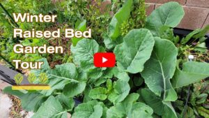 Collards, sorrel, kale and other vegetables growing in a metal raised garden bed.
