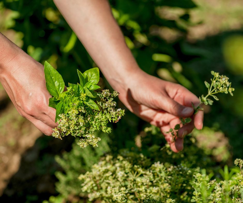 Hands picking an assortment of herbs from the garden including basil and thyme.
