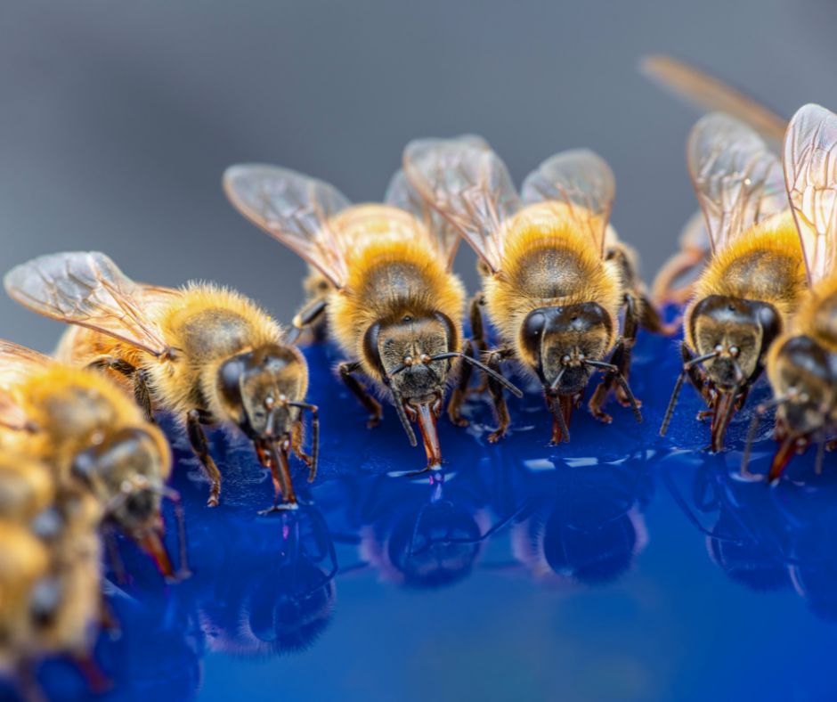 Bees drinking water from a shallow blue dish.