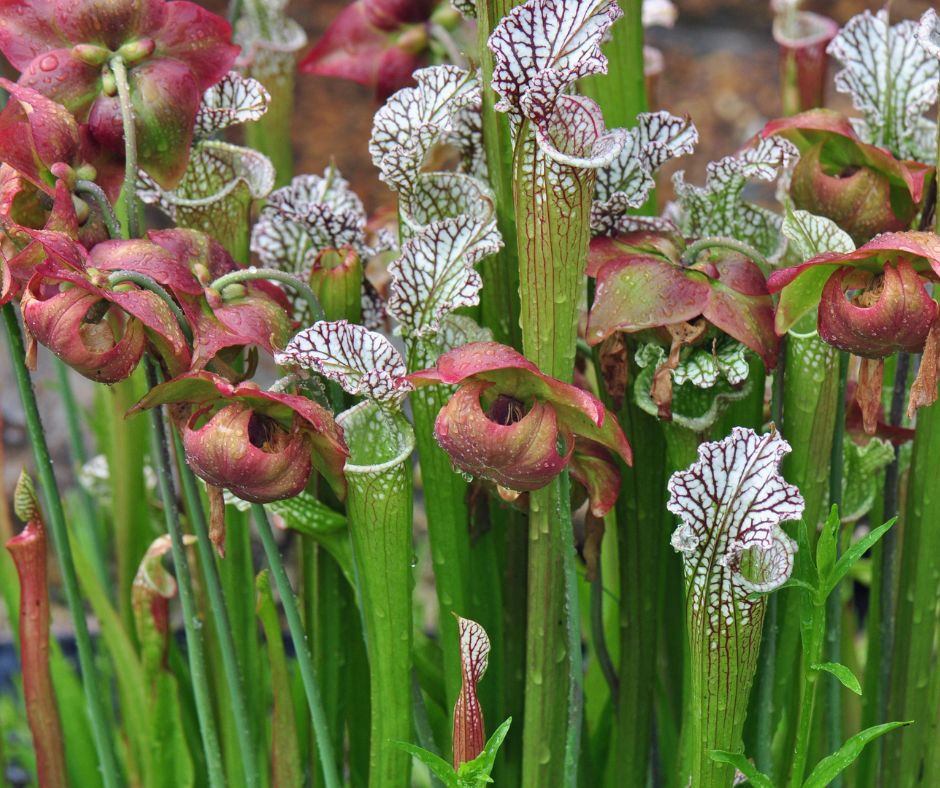 A patch of bright white, green and red pitcher plants and flowers.