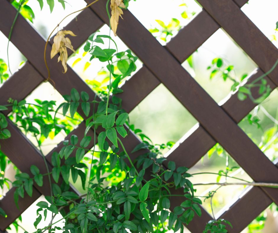 A fine leaved vining plant growing up a wooden lattice panel.