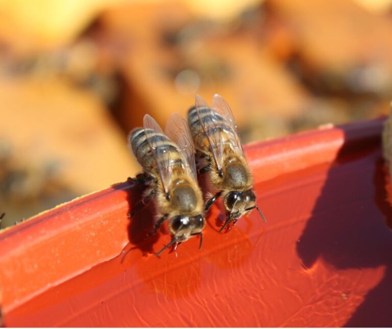 Two bees drinking from a shallow red water dish.