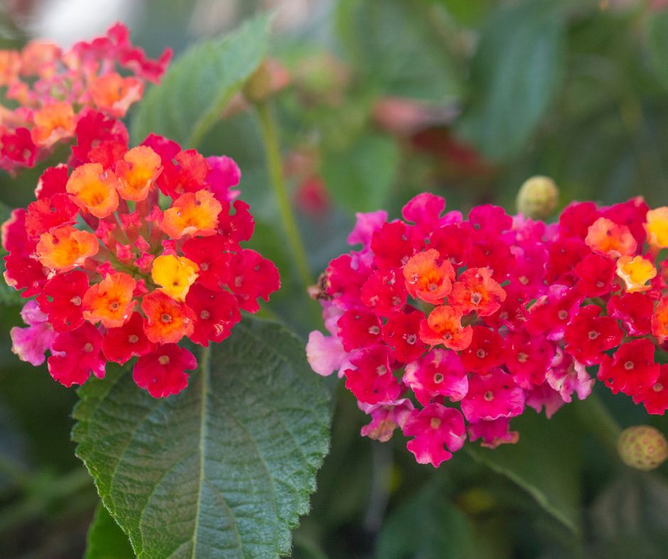 Clusters of red lantana flowers and green leaves.