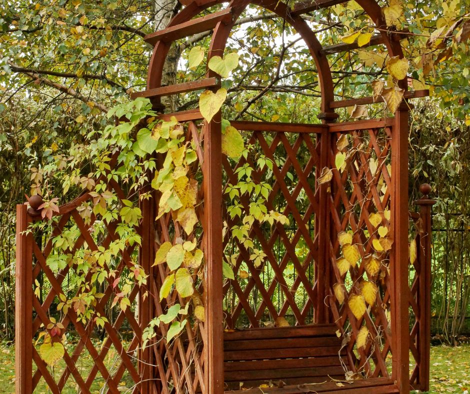 A wooden garden bench enclosed with lattice that is providing a climbing structure for vining plants.