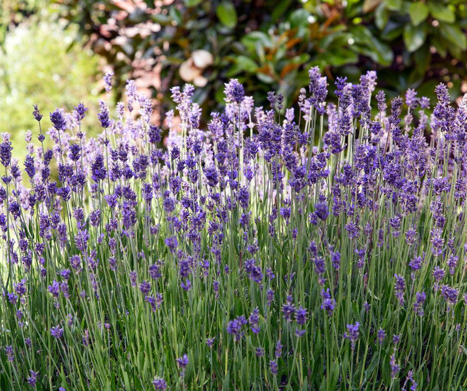 A clump of purple lavender flowers in a garden