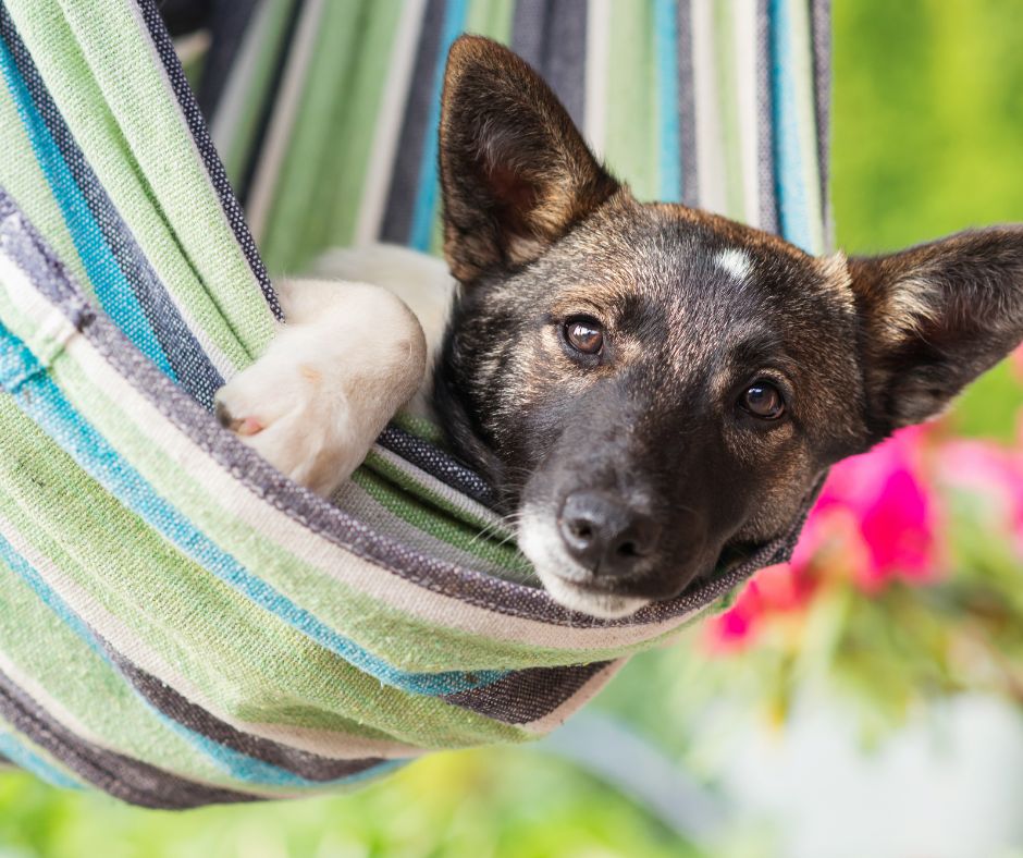 A brown and black dog hanging out in a striped hammock.